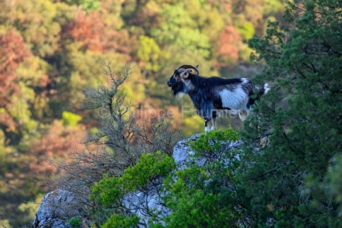 IMG_18041476_Ardeche (07) saint remeze reserve naturelle des gor