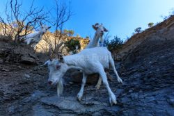 IMG_2202100341_Ardèche (07) Banne, Nature chèvres sauvage  pe