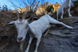 IMG_2202100343_Ardèche (07) Banne, Nature chèvres sauvage  pe