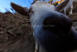 IMG_2202100344_Ardèche (07) Banne, Nature chèvres sauvage  pe