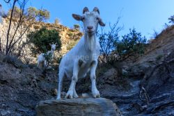 IMG_2202100347_Ardèche (07) Banne, Nature chèvres sauvage  pe