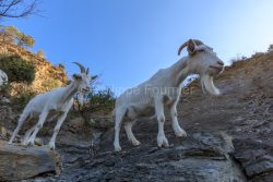 IMG_2202100366_Ardèche (07) Banne, Nature chèvres sauvage  pe