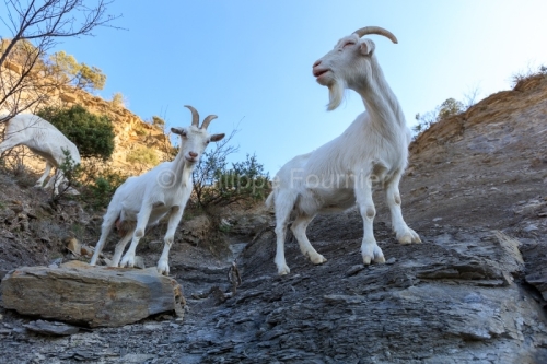 Ardèche (07) Banne, Nature chèvres sauvage 
 pentes arides, Marne grises, Géologie // France. Ardèche (07) Banne, Nature wild goats
 arid slopes, gray marl, geology