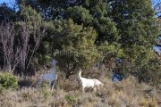 IMG_2202180238_Ardèche (07) Banne, Nature chèvres sauvage  pe