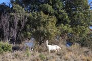IMG_2202180240_Ardèche (07) Banne, Nature chèvres sauvage  pe