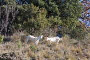 IMG_2202180248_Ardèche (07) Banne, Nature chèvres sauvage  pe