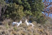 IMG_2202180250_Ardèche (07) Banne, Nature chèvres sauvage  pe