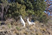 IMG_2202180254_Ardèche (07) Banne, Nature chèvres sauvage  pe