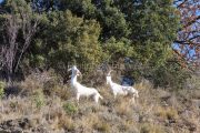 IMG_2202180263_Ardèche (07) Banne, Nature chèvres sauvage  pe