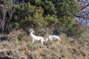 IMG_2202180270_Ardèche (07) Banne, Nature chèvres sauvage  pe
