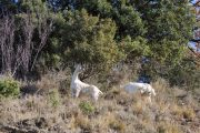 IMG_2202180278_Ardèche (07) Banne, Nature chèvres sauvage  pe