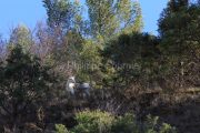 IMG_2202180287_Ardèche (07) Banne, Nature chèvres sauvage  pe