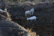 IMG_2202180289_Ardèche (07) Banne, Nature chèvres sauvage  pe