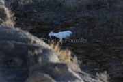 IMG_2202180293_Ardèche (07) Banne, Nature chèvres sauvage  pe