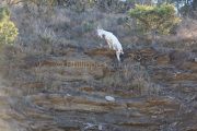 IMG_2202180305_Ardèche (07) Banne, Nature chèvres sauvage  pe