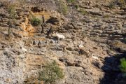 IMG_2202180316_Ardèche (07) Banne, Nature chèvres sauvage  pe