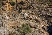 IMG_2202180342_Ardèche (07) Banne, Nature chèvres sauvage  pe