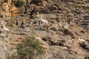 IMG_2202180346_Ardèche (07) Banne, Nature chèvres sauvage  pe
