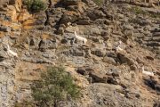 IMG_2202180347_Ardèche (07) Banne, Nature chèvres sauvage  pe