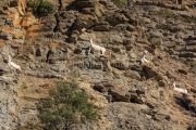 IMG_2202180350_Ardèche (07) Banne, Nature chèvres sauvage  pe
