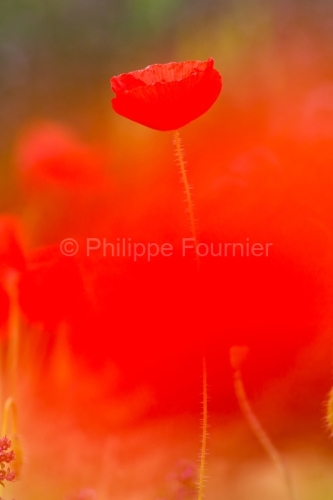 IMG_13060555_ARDECHE (07) GROSPIERRES PAYSAGE COQUELICOTS THYM E