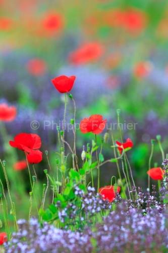 IMG_13060585_ARDECHE (07) GROSPIERRES PAYSAGE COQUELICOTS THYM E