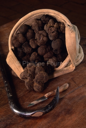 IMG_261958_DROME (26)  GRIGNAN RéCOLTE (CAVAGE)  TRUFFE NOIRE