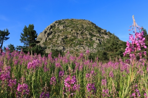 IMG_15071078_Ardeche (07) sainte eulalie (parc naturel regional