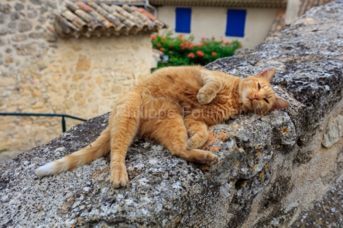 IMG_18068317_VAUCLUSE (84)  ANSOUIS LE VILLAGE UN CHAT FAIT SA S