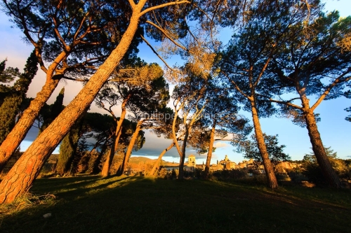 IMG_1112107_lourmarin vue sous les pins parc naturel regional de