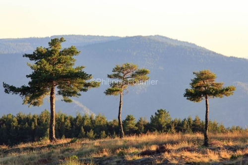 IMG_17085591_Ardèche (07)  montselgues parc naturel régional d