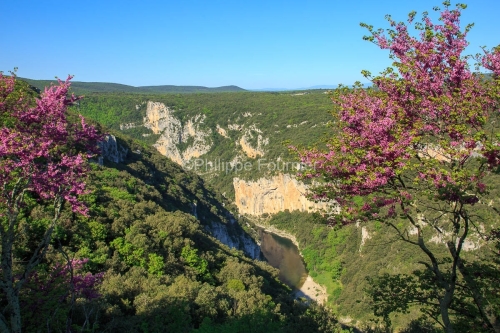 IMG_13057209_Ardeche (07)  Saint Remeze Reserve Naturelle des Go