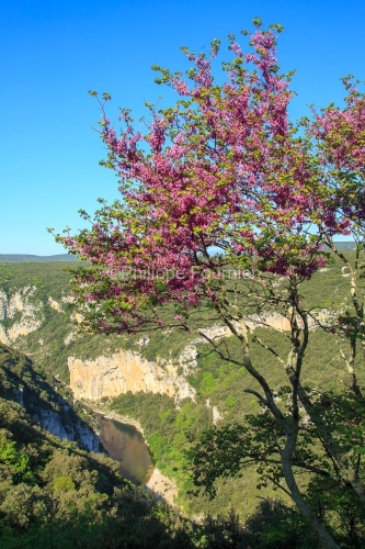 IMG_13057212_Ardeche (07)  Saint Remeze Reserve Naturelle des Go