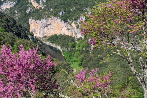 IMG_13057256_ARBRE_DE_JUDEE_VUE_SUR_LES_GORGES