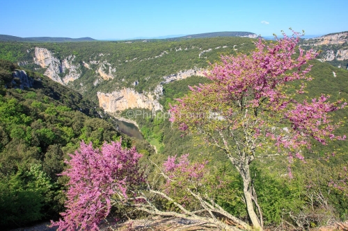 IMG_13057260_ARBRE_DE_JUDEE_VUE_SUR_LES_GORGES