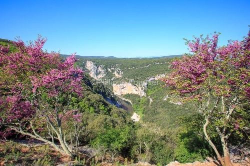 IMG_13057264_ARBRE_DE_JUDEE_VUE_SUR_LES_GORGES