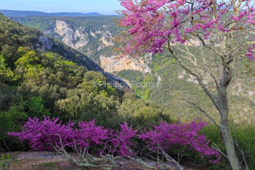 IMG_19040529_ARDECHE (07)  SAINT REMEZE RESERVE NATURELLE DES GO