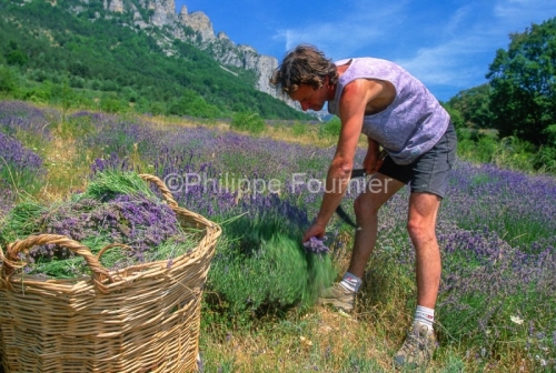 IMG_263313_DROME DIOIS BENEVISE VALLEE DE COMBEAU CUEILLETTE DE