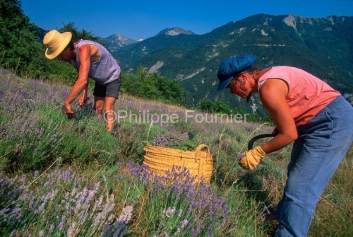 IMG_263320_DROME DIOIS BENEVISE VALLEE DE COMBEAU CUEILLETTE DE