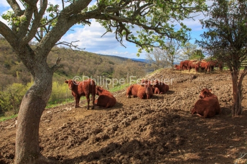 IMG_13046575_VACHE_AUBRAC_PAYS_DE_BERG_ARDECHE_07