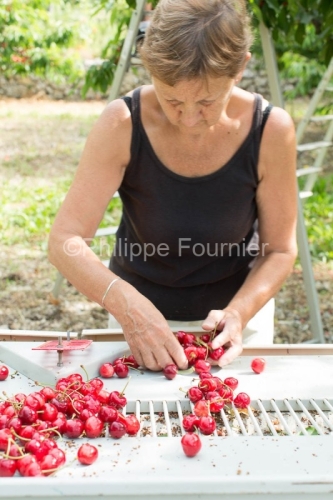 IMG_13063002_RECOLTE_CERISES_REVERCHON_GUILLAUME_JOUVE_LUSSAS_AR