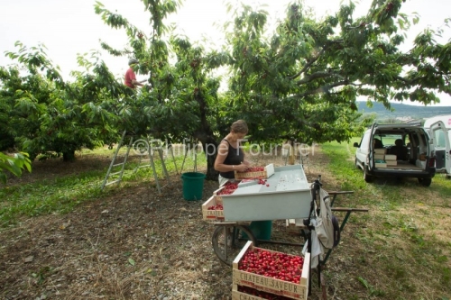 IMG_13063006_RECOLTE_CERISES_REVERCHON_GUILLAUME_JOUVE_LUSSAS_AR