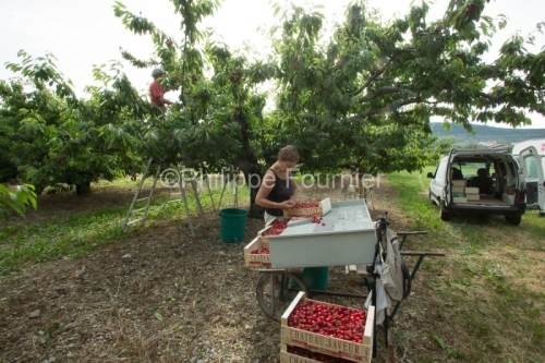 IMG_13063007_RECOLTE_CERISES_REVERCHON_GUILLAUME_JOUVE_LUSSAS_AR