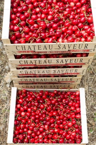 IMG_13063008_RECOLTE_CERISES_REVERCHON_GUILLAUME_JOUVE_LUSSAS_AR