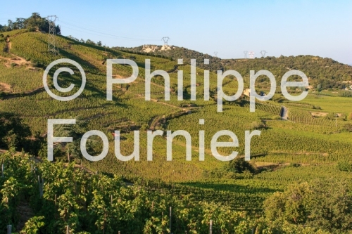 IMG_22983_VIGNOBLE SAINT JOSEPH CORNAS VALLEE DU RHONE ARDECHE 0
