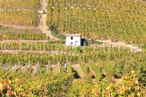 IMG_17108165_ARDECHE (07)  CORNAS VINS DES CôTES DU RHôNE LE V