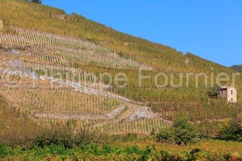 IMG_17108199_ARDECHE (07)  CORNAS VINS DES CôTES DU RHôNE LE V