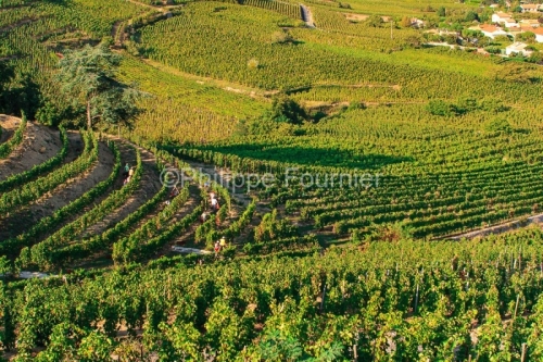 IMG_22989_VENDANGE ET VIGNOBLE SAINT JOSEPH CORNAS VALLEE DU RHO