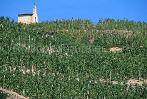 IMG_261493_DROME (26)  TAIN L'HERMITAGE le RHôNE LE VIGNOBLE DE