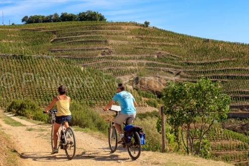 IMG_15084239_Vignoble-de-l'Hermitage_Paysage_Tain-l'Hermitage_Dr